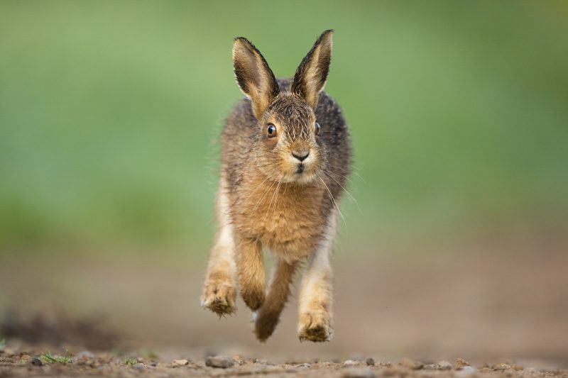 how to photograph spring hares