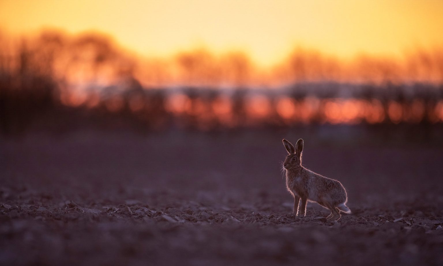 How to Create a Wildlife Photography Portfolio Nature TTL