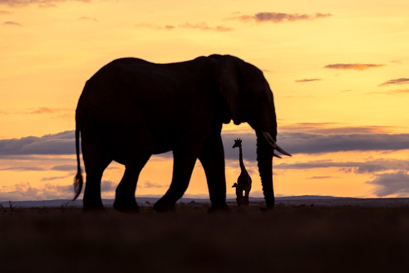 safari wildlife photography