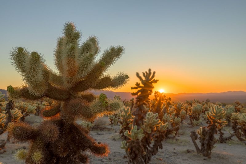 Joshua Tree National Park sunrise