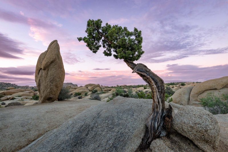 Joshua tree sunrise photography tips