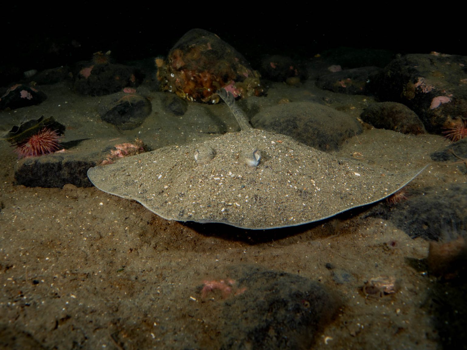 5 Top Tips for Underwater Photography in Murky Water Nature TTL