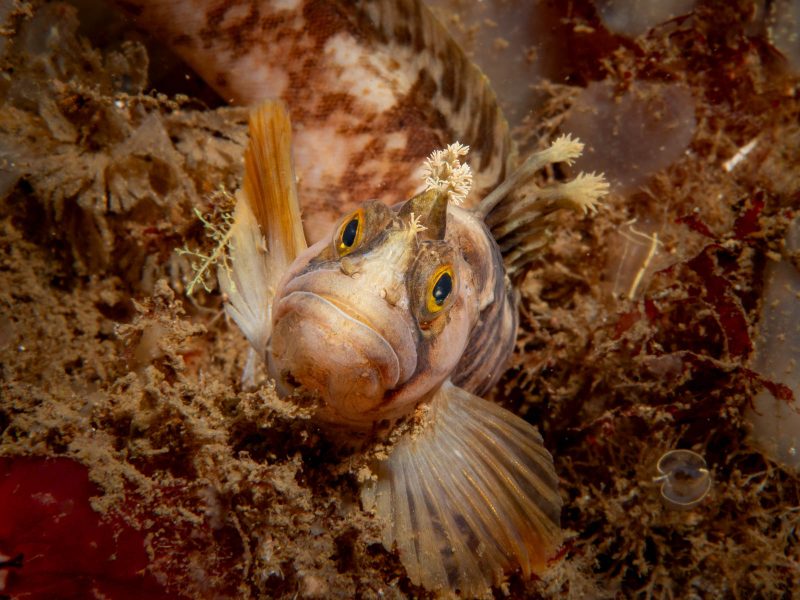 underwater photography low visibility