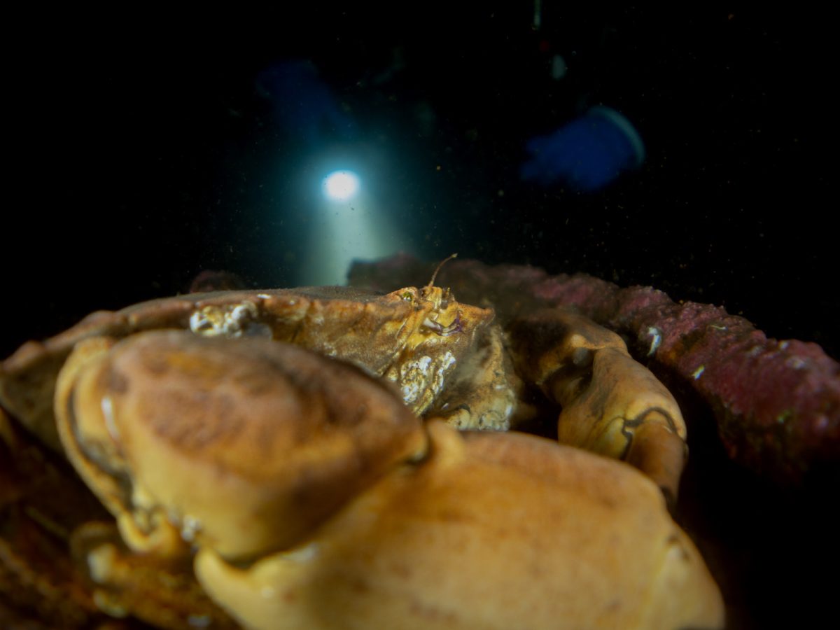 5 Top Tips for Underwater Photography in Murky Water Nature TTL