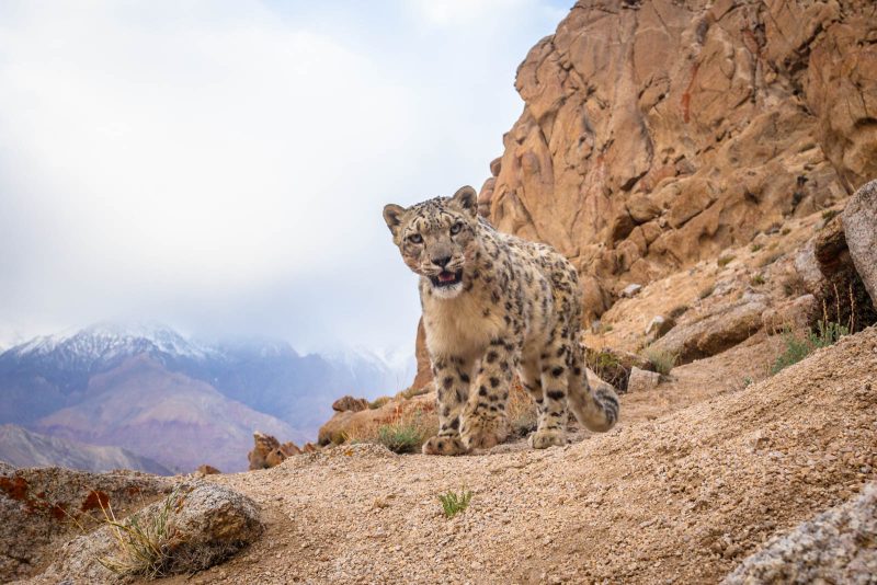 snow leopard photography trip