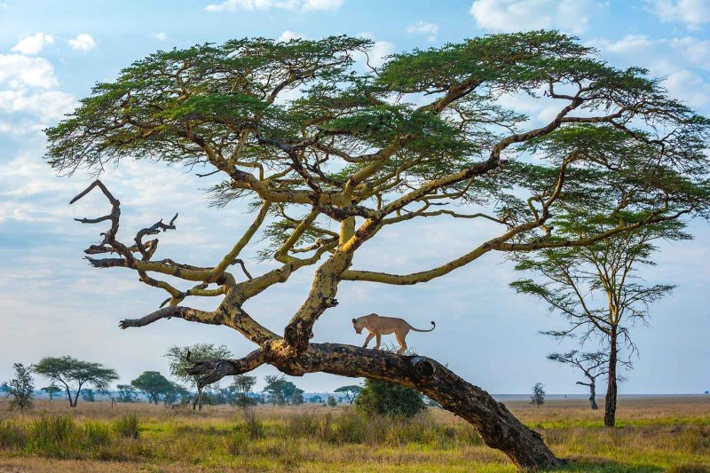 tree limbing lion