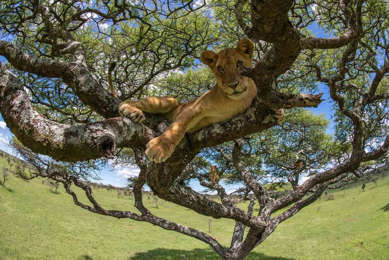 lion in tree