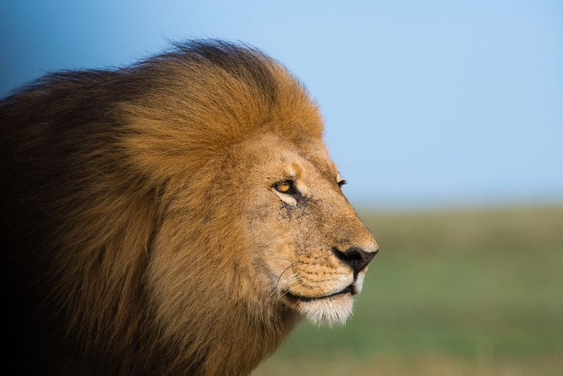 lion photography serengeti