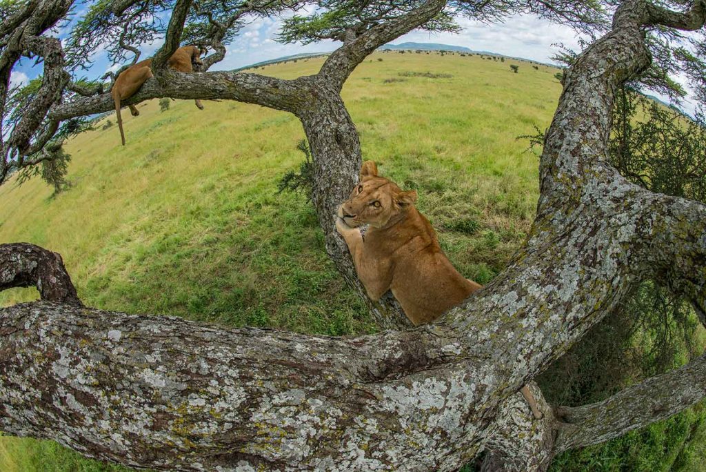 lion serengeti research