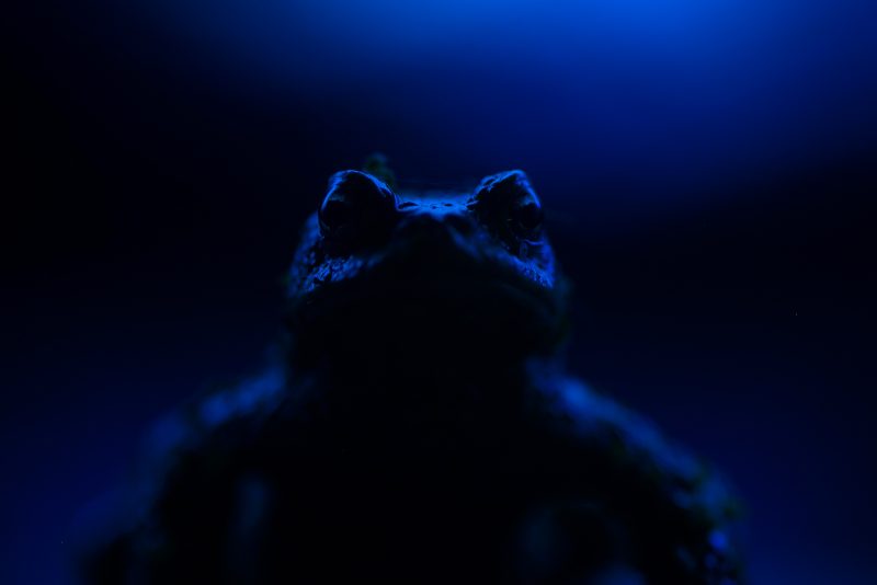 urban toad photography