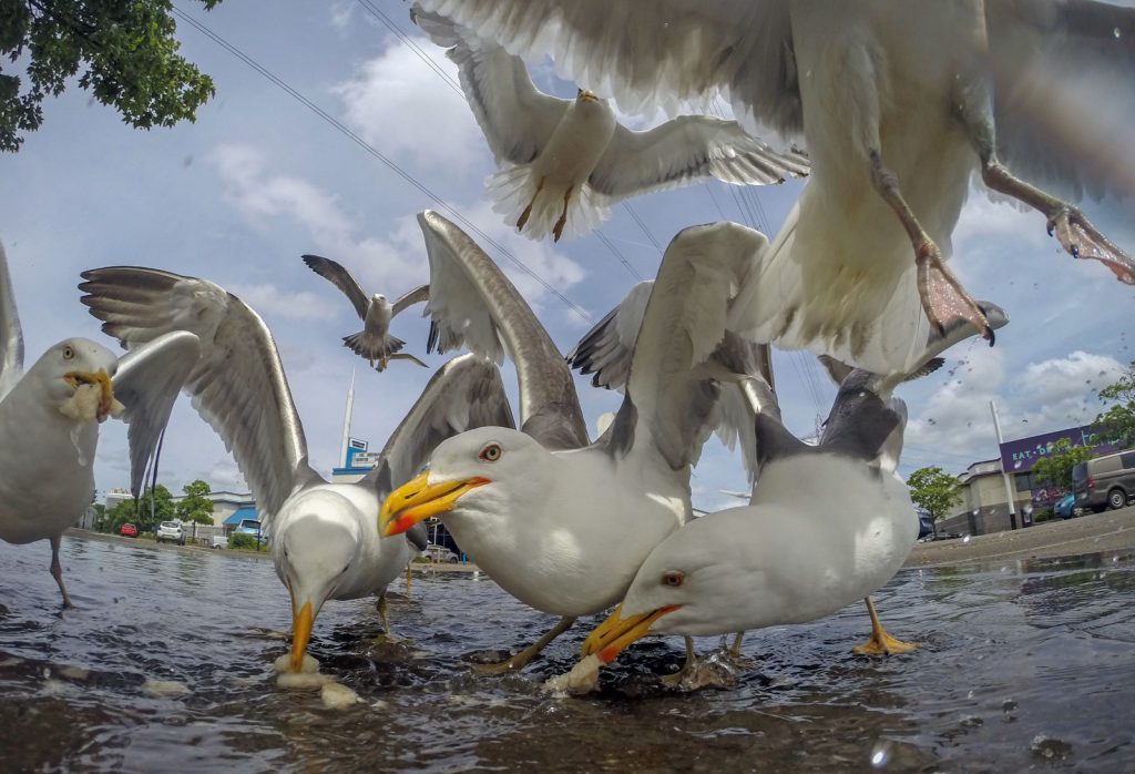 Picture of 7 Project Ideas for Urban Wildlife Photography - Nature TTL