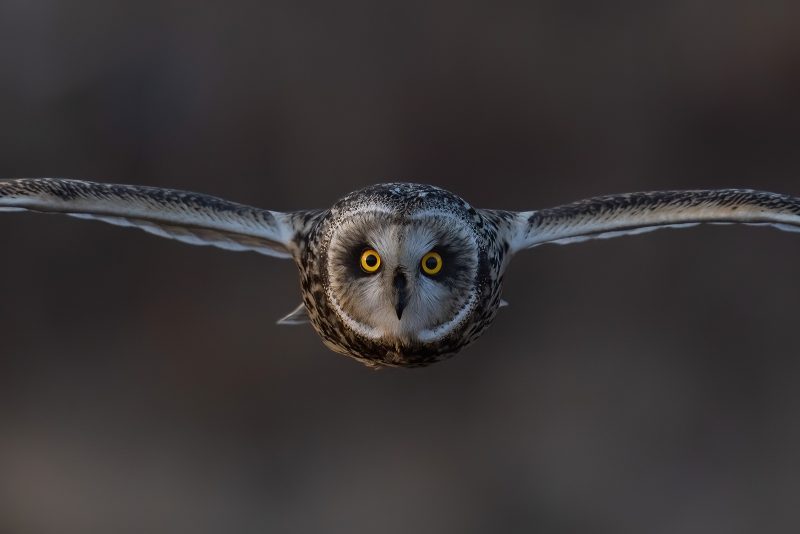 Isle of Mull wildlife