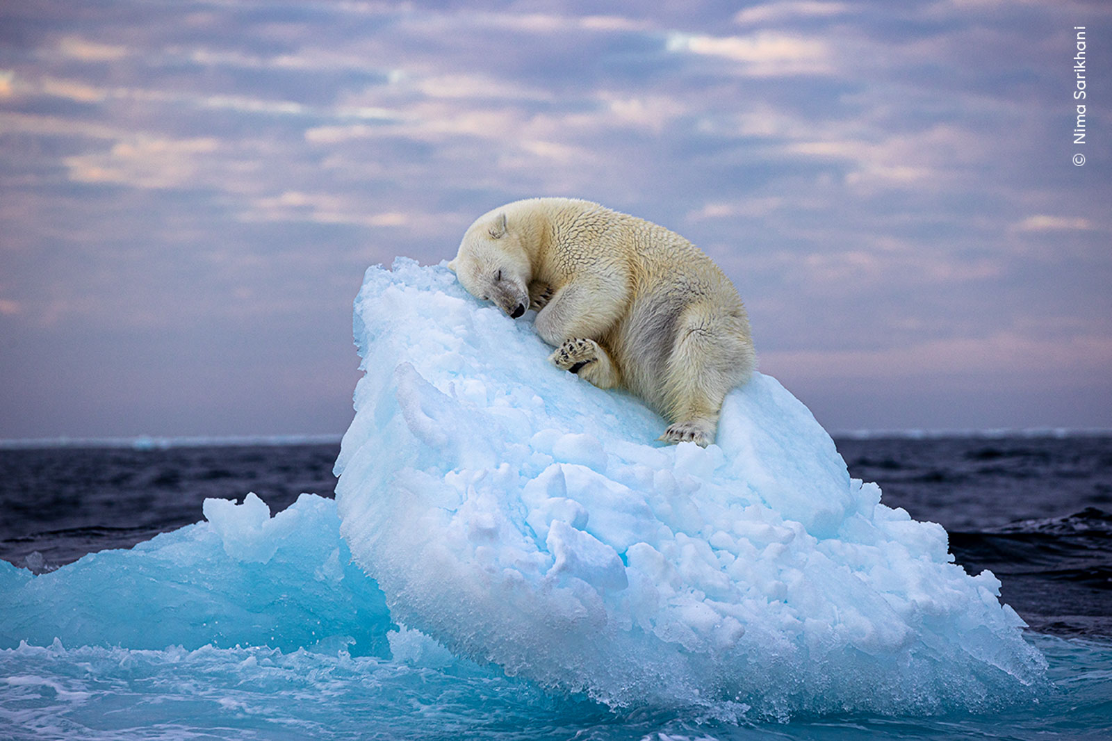 Sleeping Polar Bear Wins WPOTY People's Choice Award - Nature TTL
