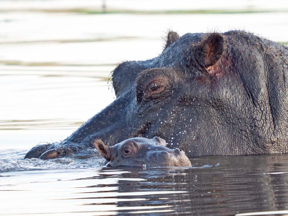 Wildlife Photography Tutorials - Nature TTL