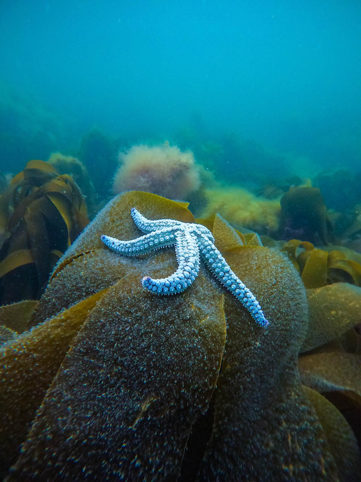 Martin Stevens From Amateur to Professional Nature TTL