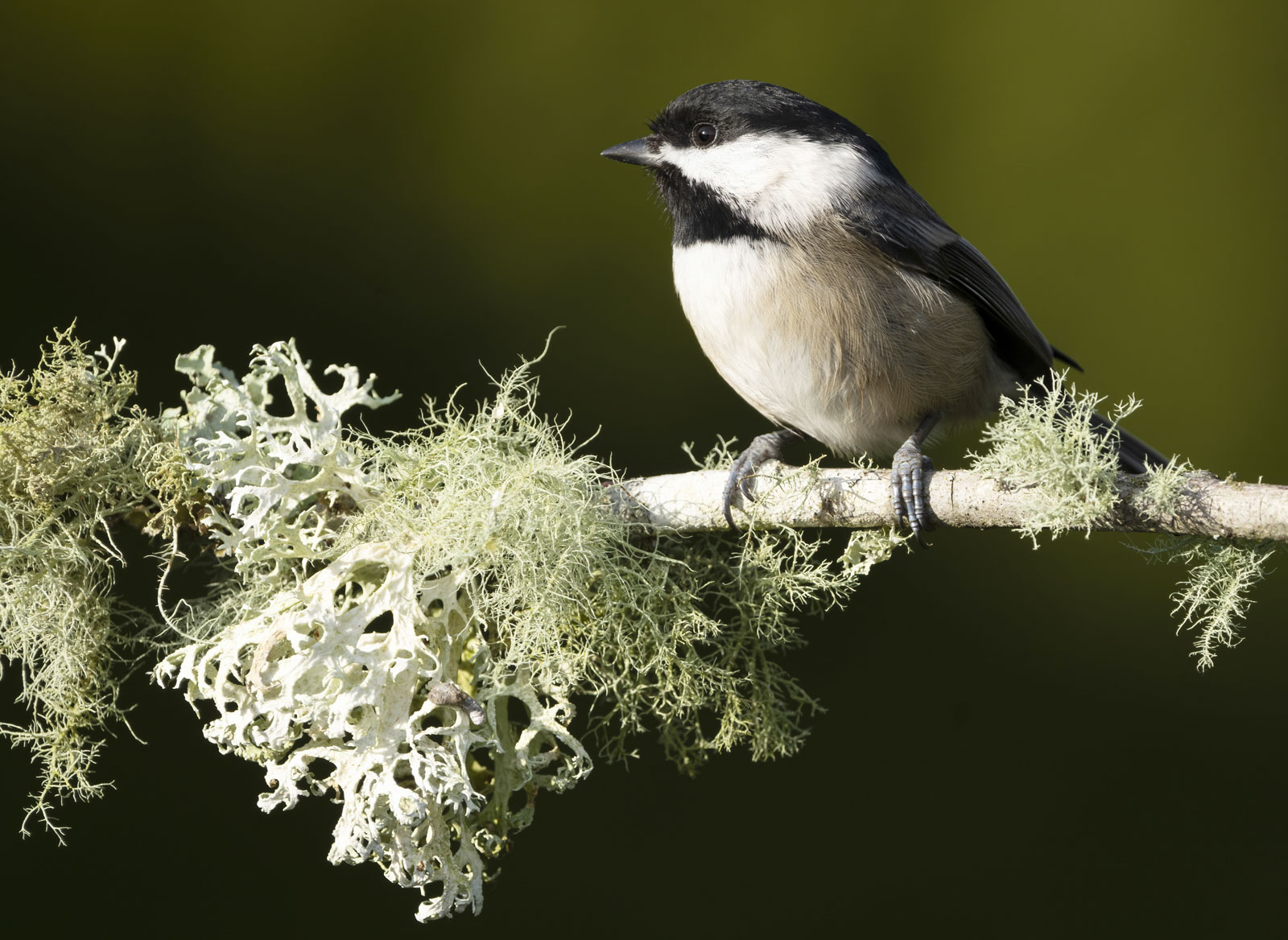 How to Photograph the Backyard Birds of North America Nature TTL