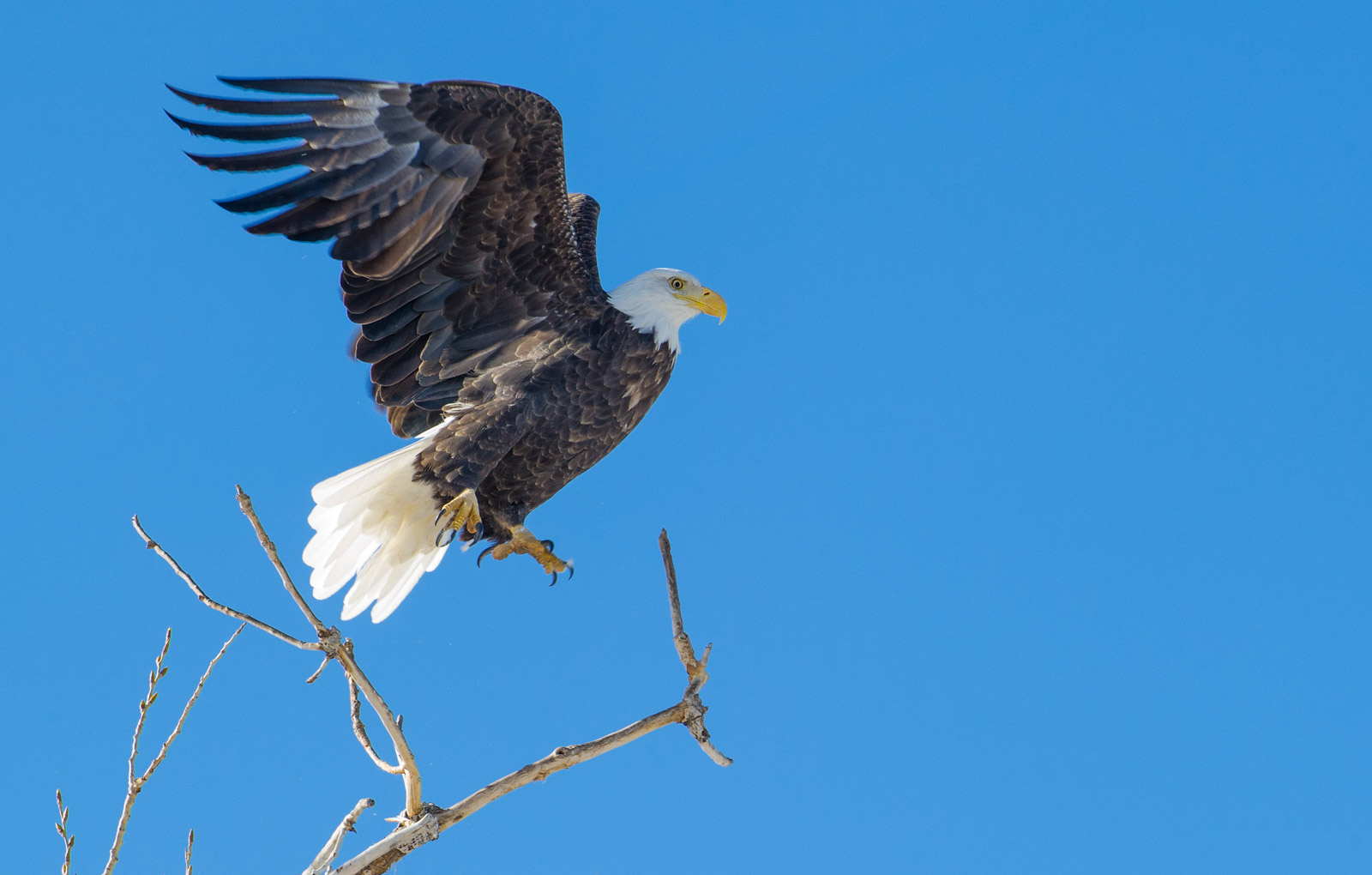 Dawn Wilson From Amateur to Professional Nature TTL