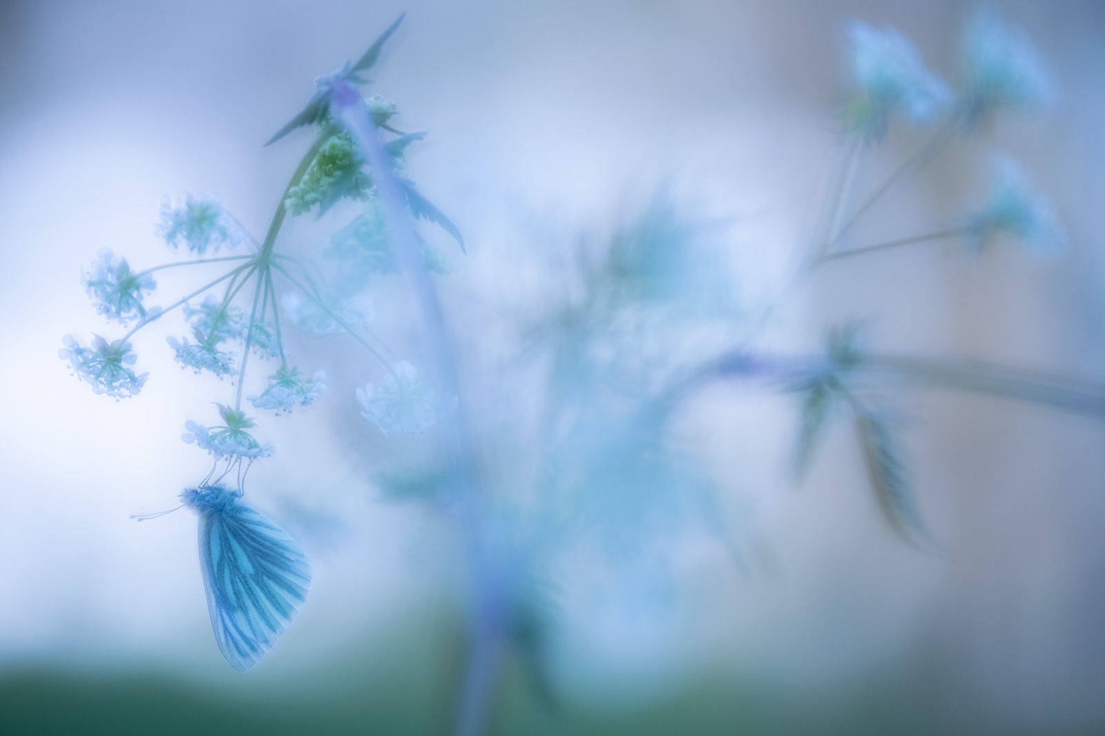 How to Use the Orton Effect