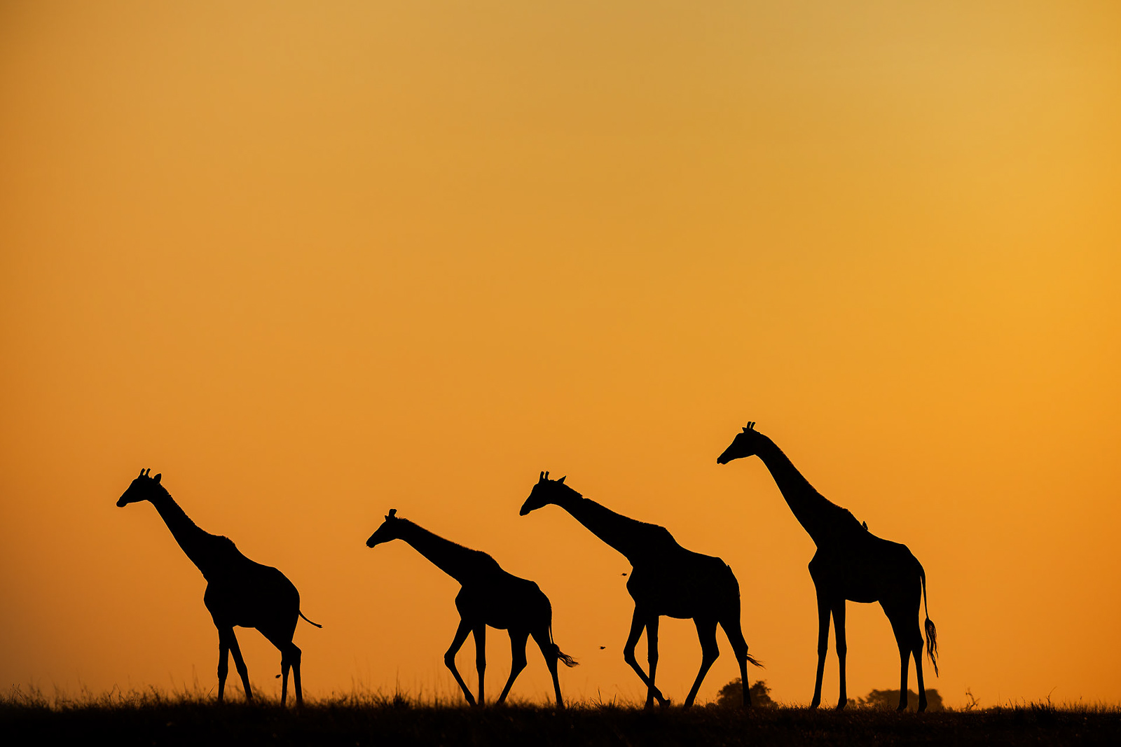 Safari Photography: The Essential Gear Guide
