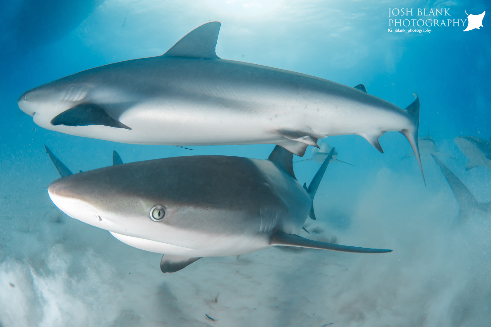 Underwater Photography Guide to Tiger Beach, Bahamas - ChinaGoSmart ...