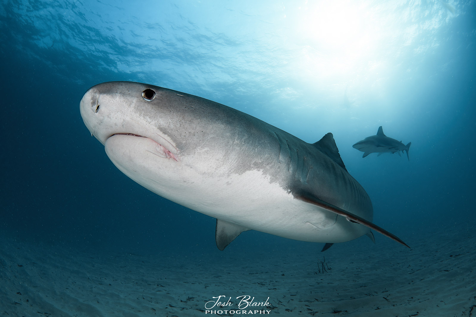 Underwater Photography Guide to Tiger Beach, Bahamas - Nature TTL