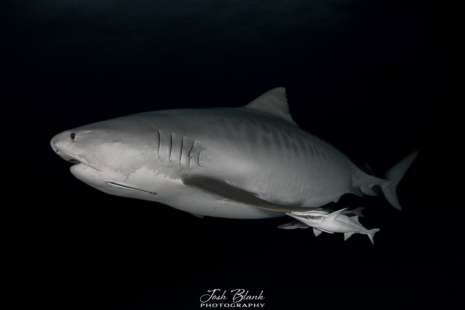 Underwater Photography Guide to Tiger Beach, Bahamas - Nature TTL