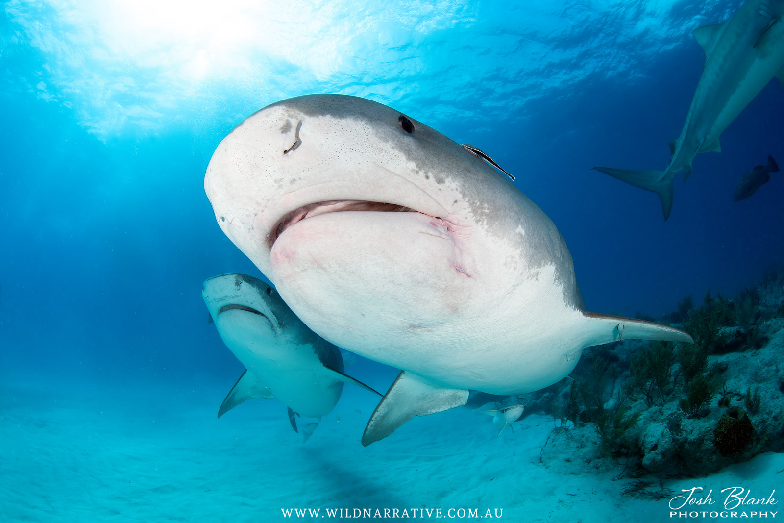 Underwater Photography Guide to Tiger Beach, Bahamas - Nature TTL
