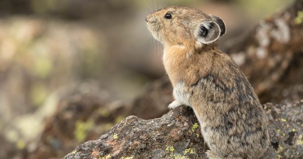How to Photograph Pika - Nature TTL