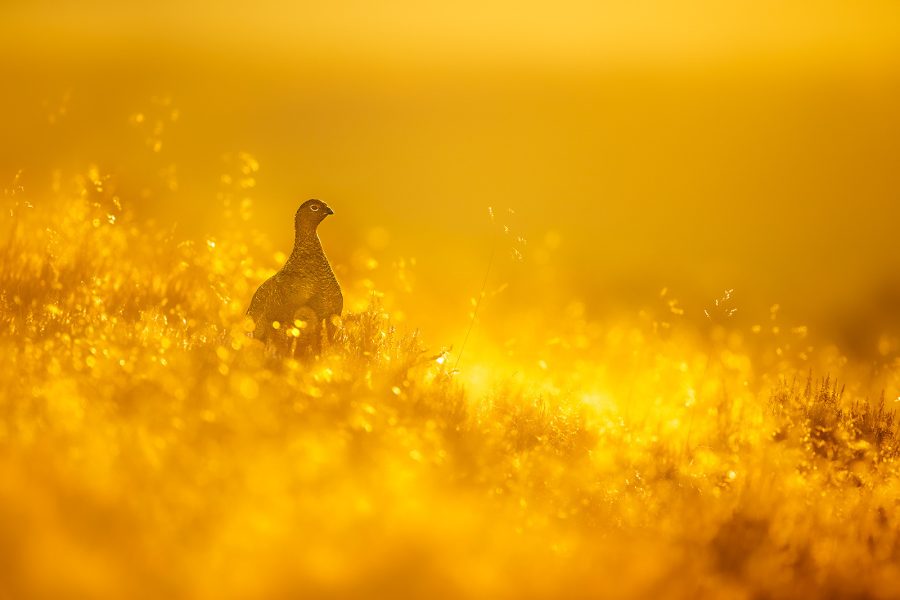 golden hour wildlife photography editing tips