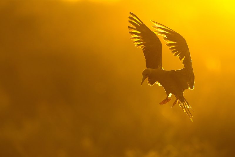 golden hour wildlife photography