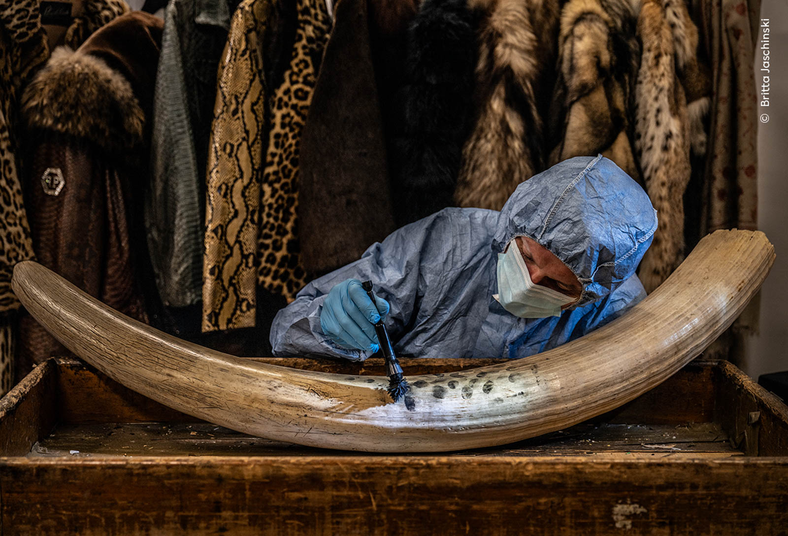 The Swarm of Life: Wildlife Photographer of the Year 2024 Announced ...