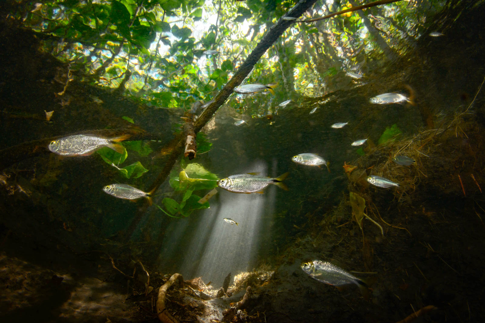 A Guide to Freshwater Underwater Photography Nature TTL