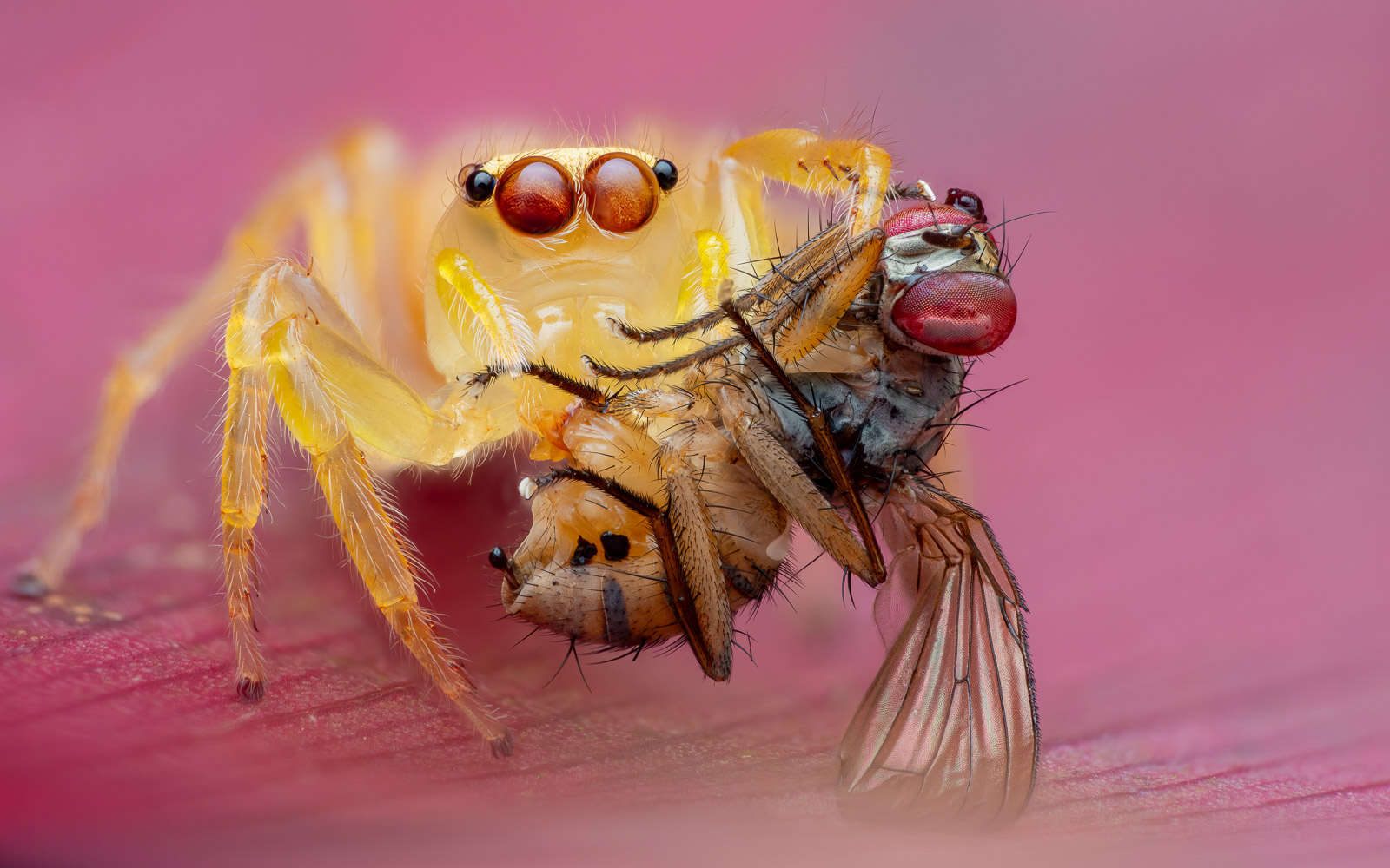 7 Top Tips for Photographing Insect Behaviour - ChinaGoSmart News Magazine