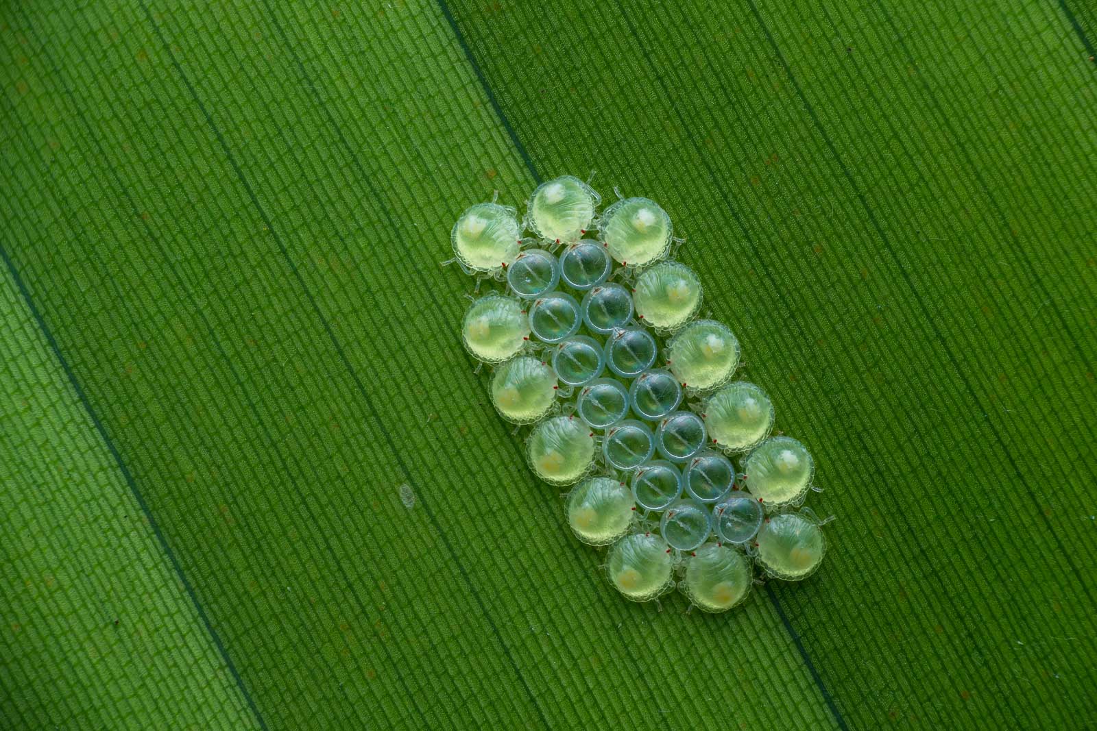 7 Top Tips for Photographing Insect Behaviour - ChinaGoSmart News Magazine