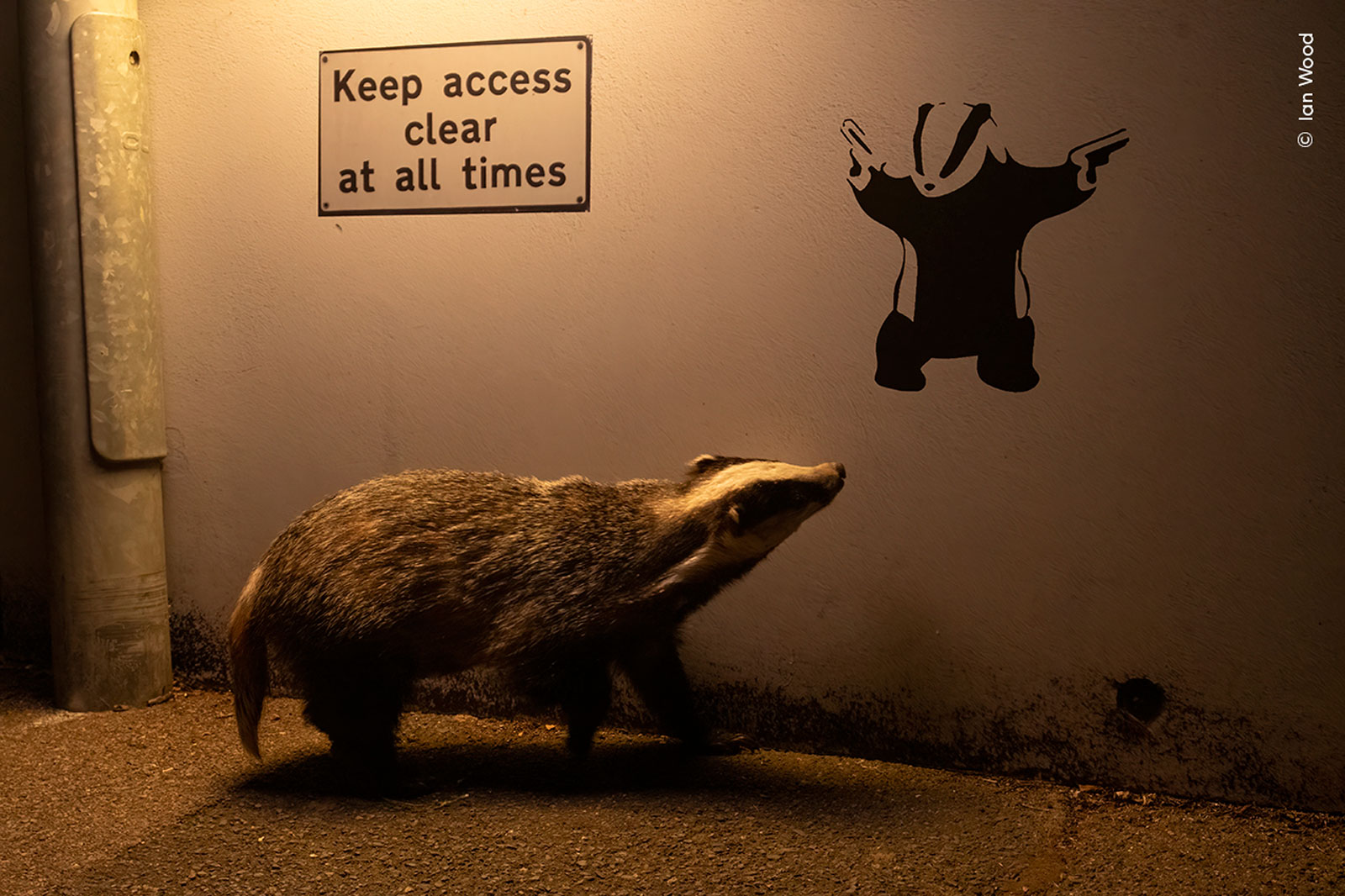 Badger Wins WPOTY People&rsquo;s Choice Award &ndash; Nature TTL