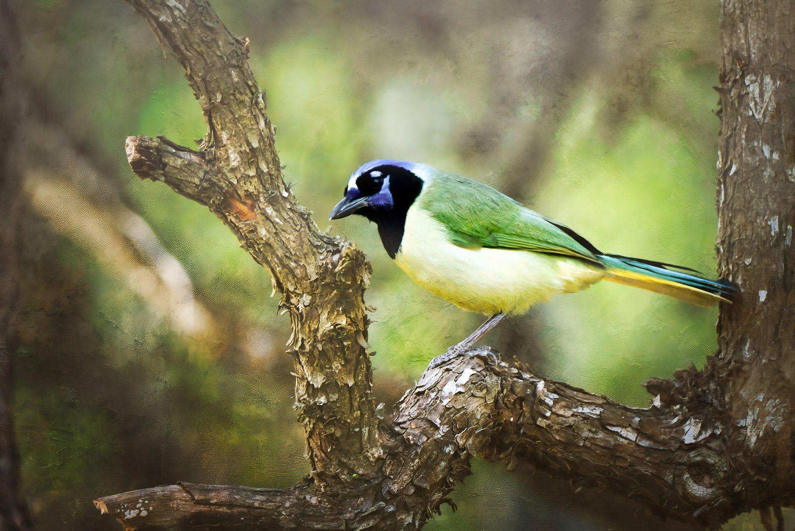 Transform Dull Photos Fast with Luminar Neo &ndash; Nature TTL